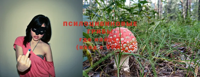 Псилоцибиновые грибы Cubensis  Камбарка 